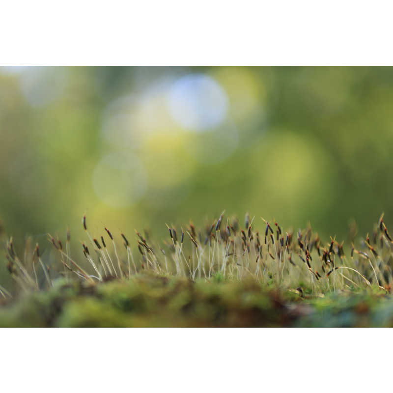 シグマ　30mm F1.4 DC DN Contemporary ［キヤノンRF/単焦点レンズ］ SIGMA ［キヤノンRF /単焦点レンズ］　AF30MMF1.4DCDN