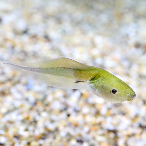 （両生類）サビトマトガエル　Ｓサイズ（１匹）　北海道・九州航空便要保温　沖縄別途送料