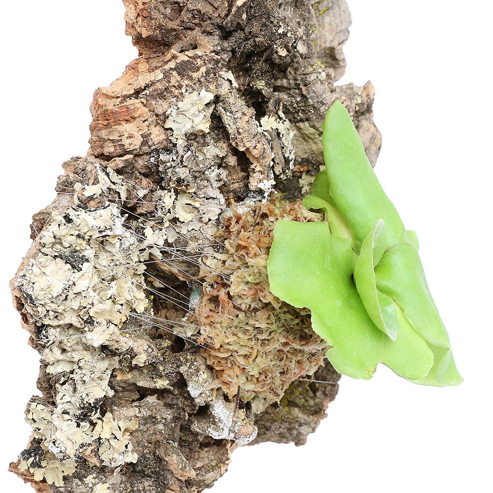 （観葉植物）バージンコルクプランツ　ビカクシダ　リドレイ　スポア（１個）　リドレィ　リドレー　ＣＲＣ15―30―10―05―00