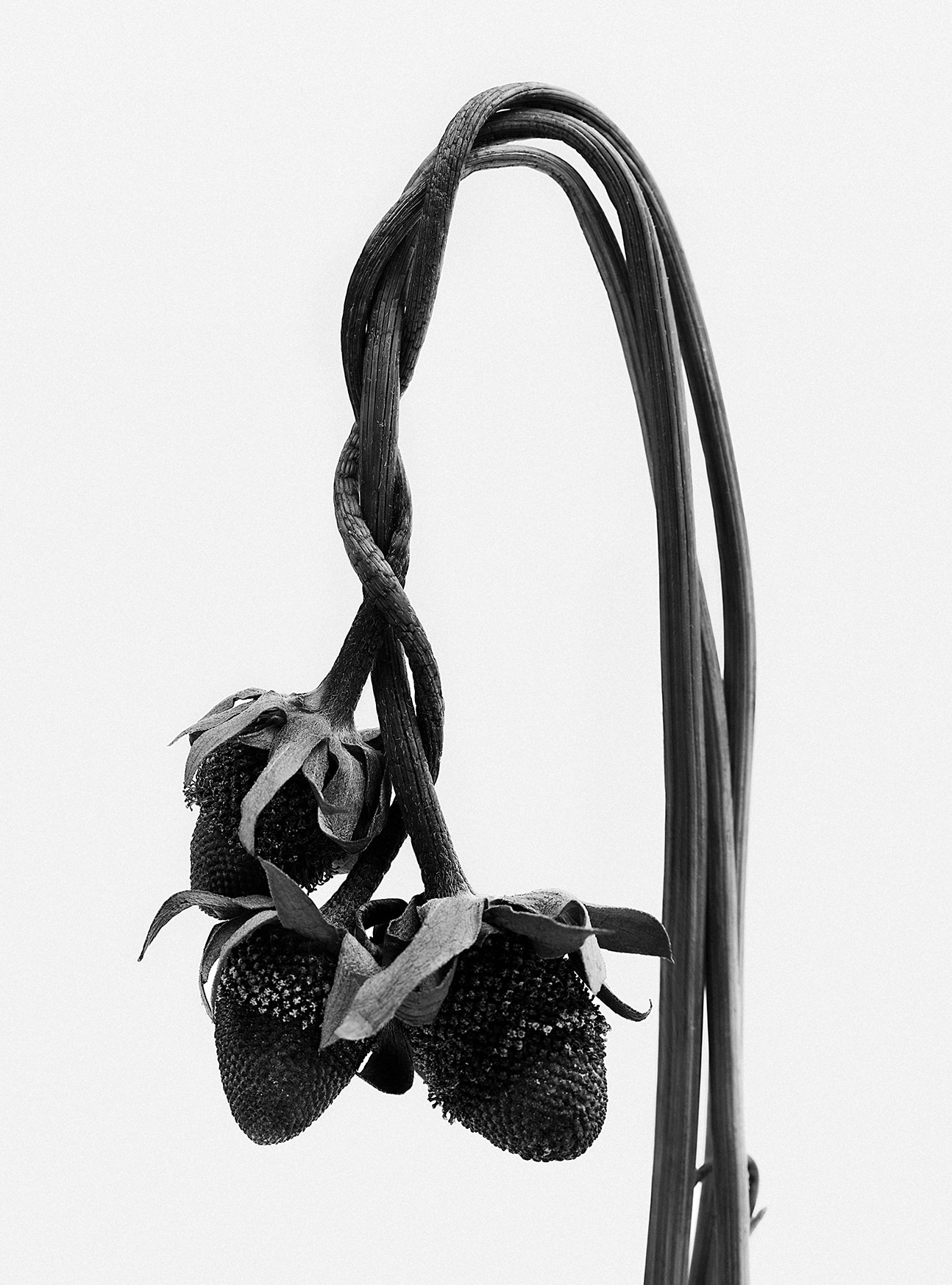 タンバリンスチェーンハンドクリーム000（65ml）