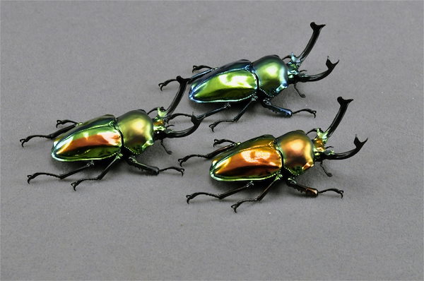 Qoo10] 涅槃 ニジイロクワガタ フィギュア クワ