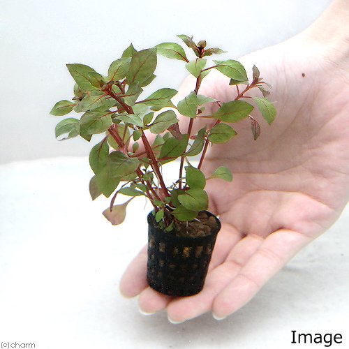 (水草)クリスマスカラー おまかせレイアウトセット(水上葉)(1セット) CRC12―23―60―00―00 (水草)クリスマスカラー おまかせレイアウトセット(水上葉)(1セット) CRC12―23―60―00―00