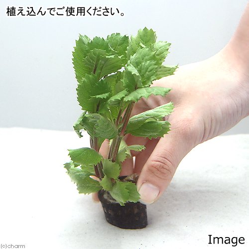 (水草)クリスマスカラー おまかせレイアウトセット(水上葉)(1セット) CRC12―23―60―00―00 (水草)クリスマスカラー おまかせレイアウトセット(水上葉)(1セット) CRC12―23―60―00―00