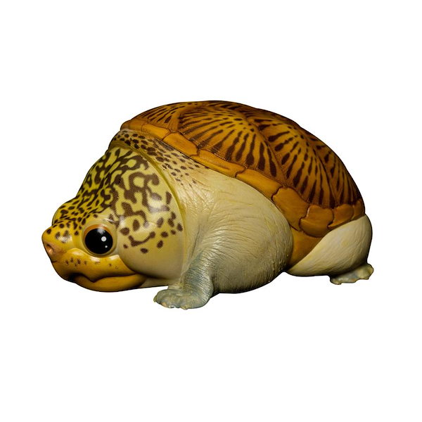 動物の惑星 亀 91EVdek15FL._UF350,350_QL80_.jpg