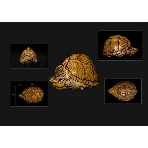 動物の惑星】レア☆上海展覧会非売品!記念品トウブハコガメ