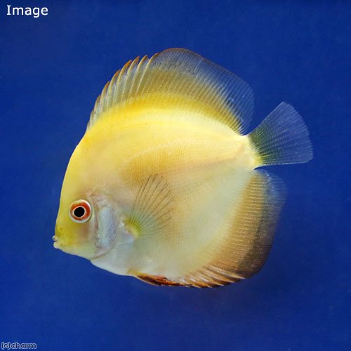 (熱帯魚)イエローダイヤモンド・ディスカス(Sサイズ)(1匹) 北海道航空便要保温 CRC13―31―10―00―00 (熱帯魚)イエローダイヤモンド・ディスカス(Sサイズ)(1匹) 北海道航空便要保温 CRC13―31―10―00―00