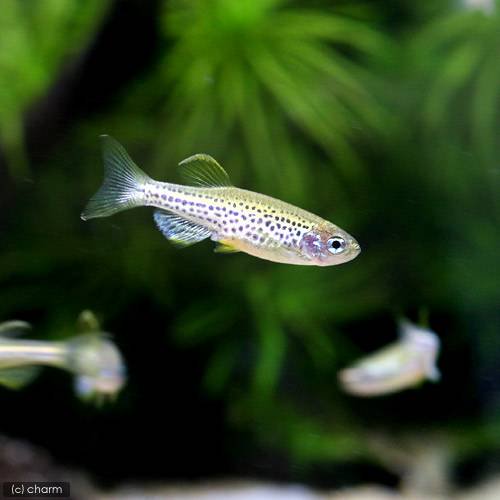 (熱帯魚)レオパード・ダニオ(30匹) 北海道航空便要保温 CRC13―24―35―00―00 (熱帯魚)レオパード・ダニオ(30匹) 北海道航空便要保温 CRC13―24―35―00―00