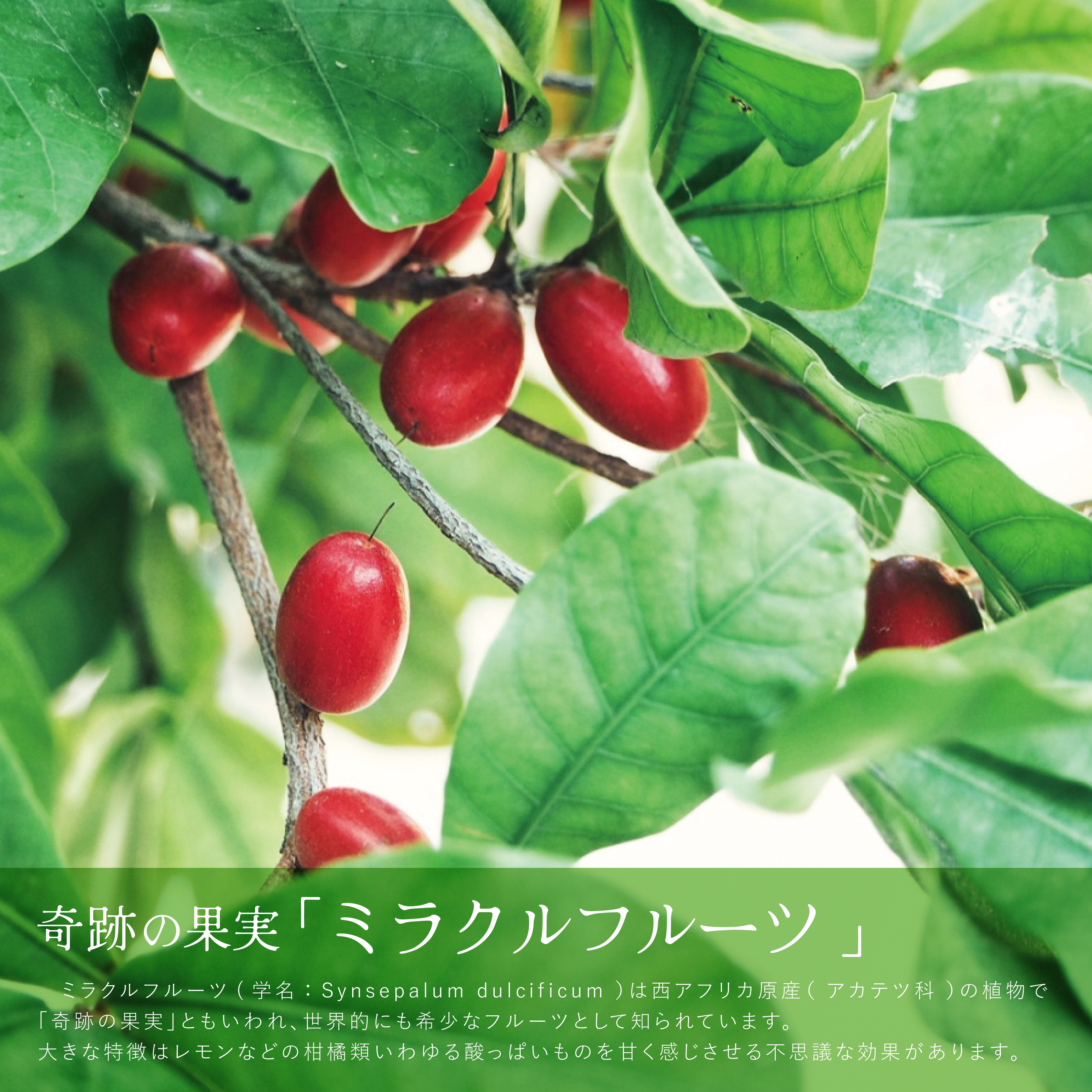 Qoo10] ミラクルフルーツ（6粒入×2箱）【公式】