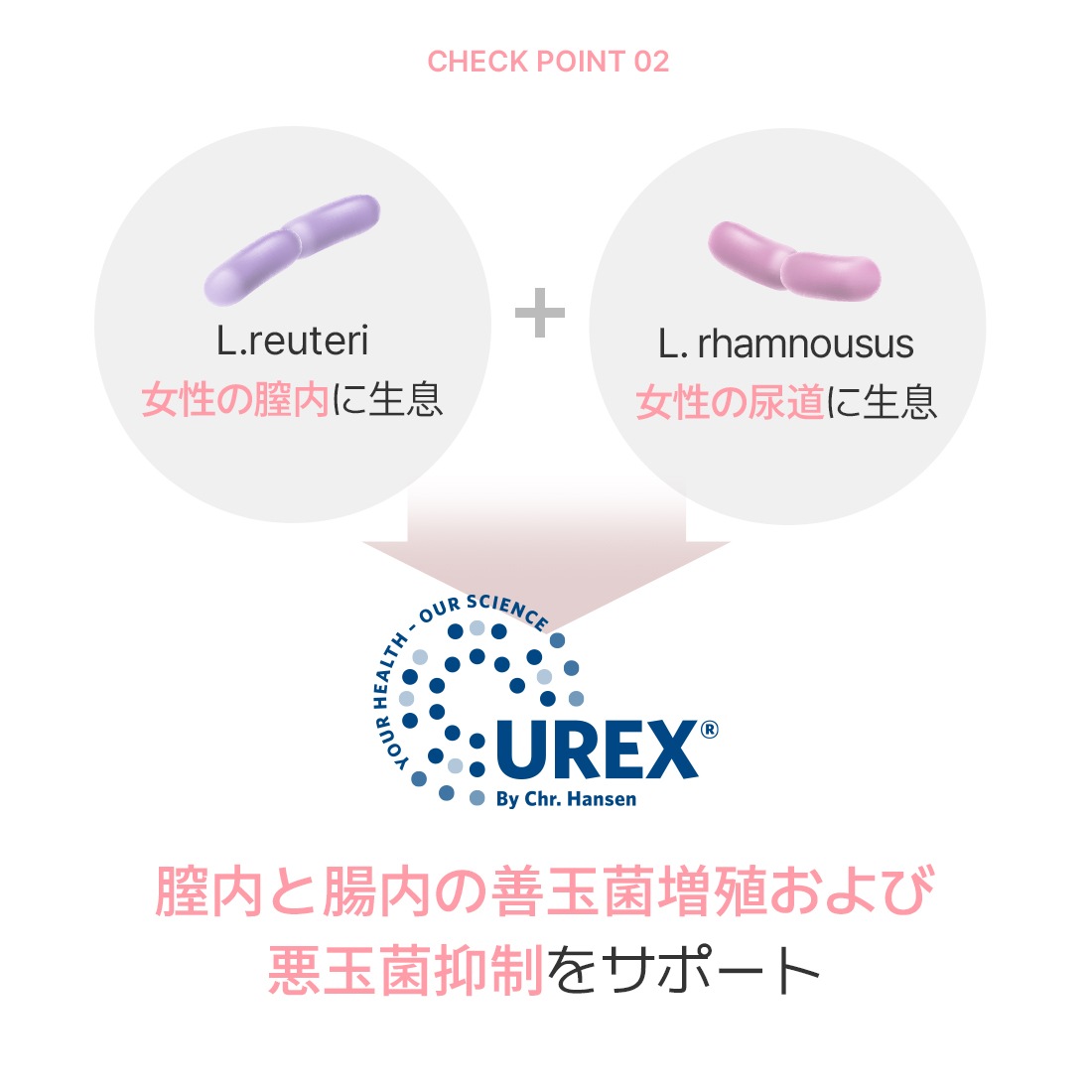 [公式]デンマークプロバイオティクスストーリーウーマン(2Box) 4ヶ月分 膣健康　サプリ　女性乳酸菌　母と娘のデリケートゾーンケア フェムケア プレミアム乳酸菌 腸健康 常温保管 カプセル乳酸菌