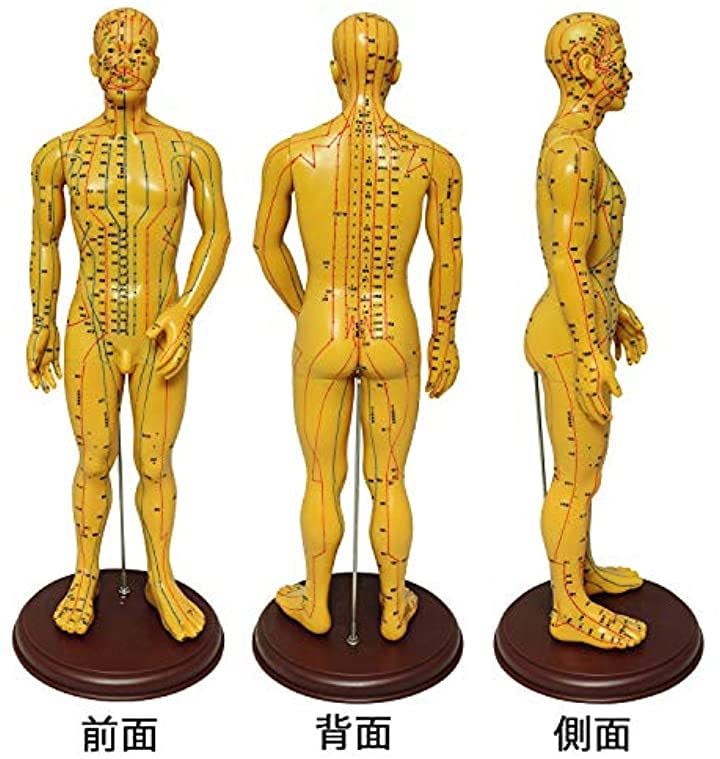 人体模型 ツボ 針灸 鍼灸経穴模型 経絡 モデル 整体 マッサージ 学習用