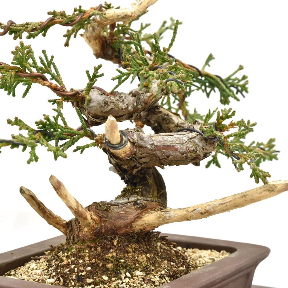 11700円 休日限定 盆栽 真柏 ミニ盆栽 15年以上 かわいい ジン シャリ 現品 bonsai 360動画 販売