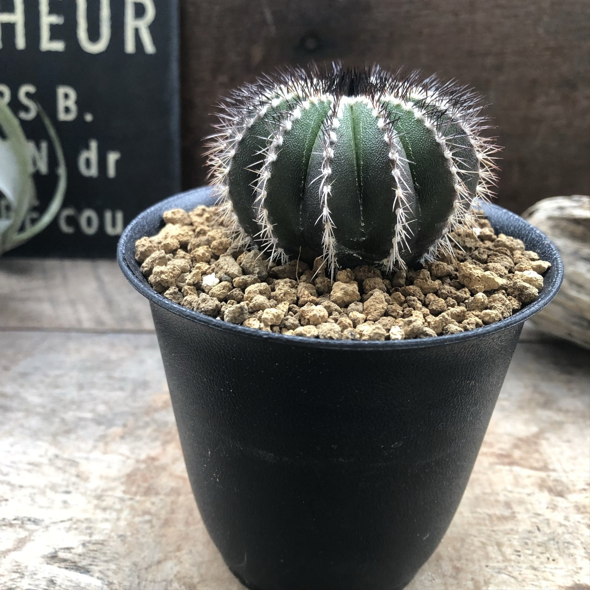 サボテン ユーベルマニアペクチニフェラ サボテン インテリア 【公式通販】