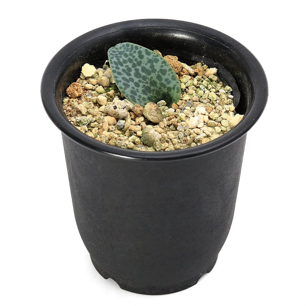 (多肉植物)ドリミオプシス sp. NOVA09 ケープバルブ 3号(1鉢) CRC15―60―95―00―00 (多肉植物)ドリミオプシス sp. NOVA09 ケープバルブ 3号(1鉢) CRC15―60―95―00―00