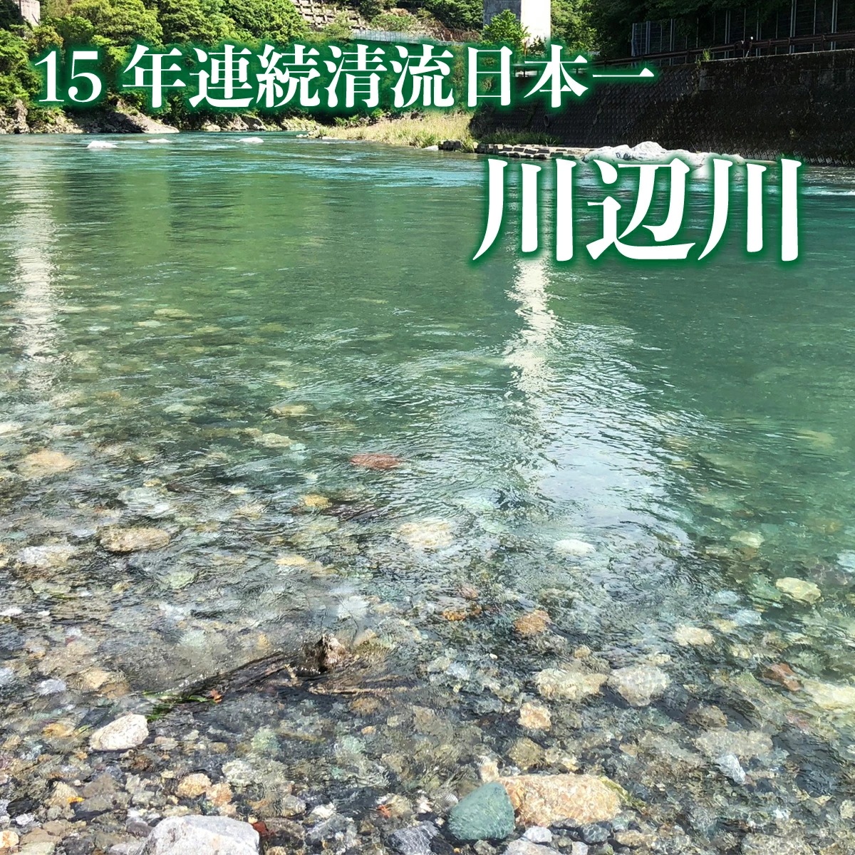 【川辺川 落ち鮎 天然鮎 1ｋｇ】急速冷凍 熊本県相良村 川辺川産　日本一の清流の鮎 子持ち鮎