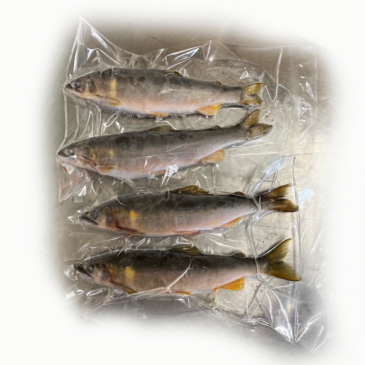 【川辺川 落ち鮎 天然鮎 1ｋｇ】急速冷凍 熊本県相良村 川辺川産　日本一の清流の鮎 子持ち鮎