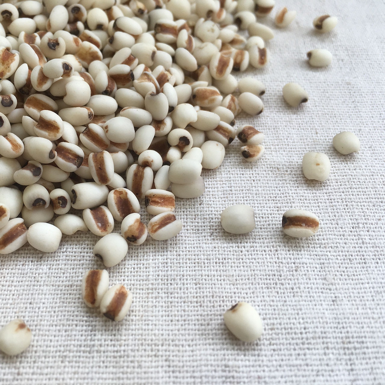 はと麦(ハトムギ) 1kg×9 島根県産 チャック付き 倉庫直送 はと麦(ハトムギ) 1kg×9 島根県産 チャック付き 倉庫直送