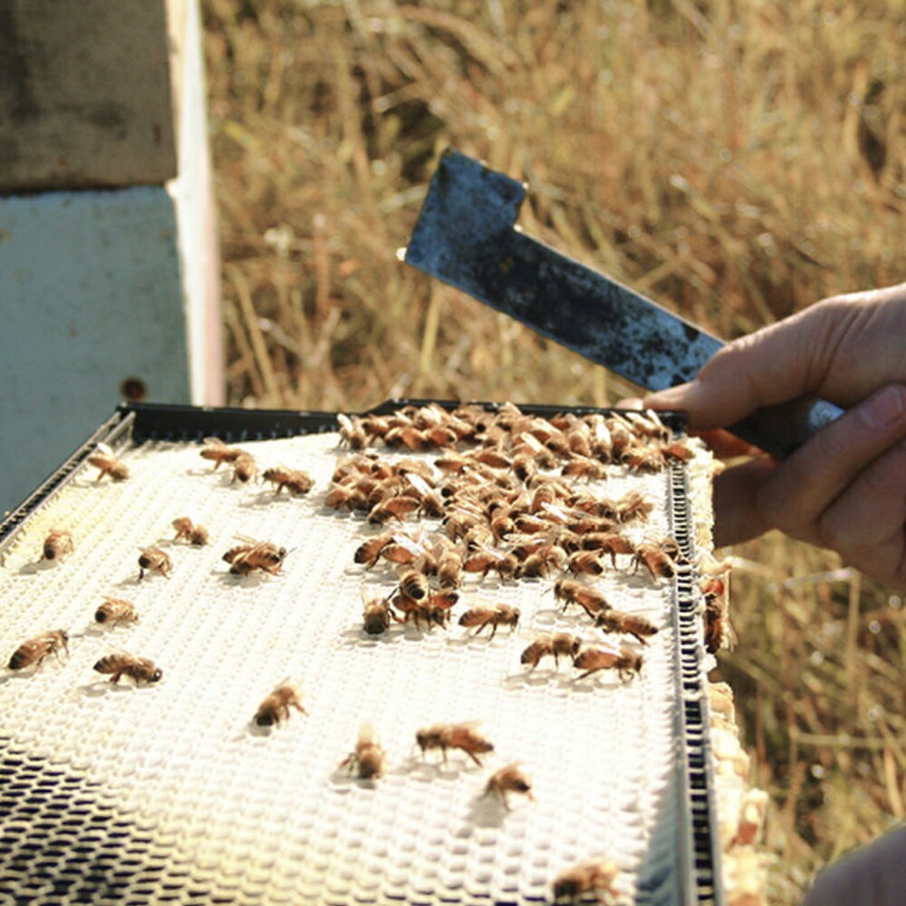 ージーラン ぴゅあ 100 Pure Newz 食品 コプリナ公式 センターお Www Blaskogabyggd Is
