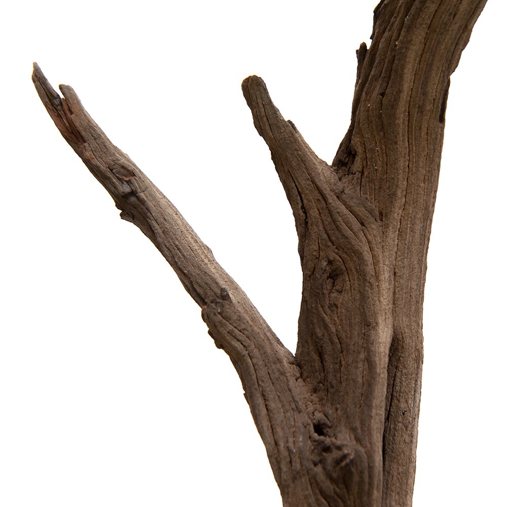 形状お任せ　煮込み済み　ゴーストウッド　Ｍサイズ（約４０ー６０ｃｍ）　３本　レイアウト素材　流木　ＣＲＣ21―10―20―30―00