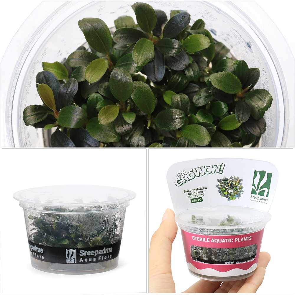 アクアリウムのある暮らし】(水草) 組織培養 GROWOW! ブセファランドラ