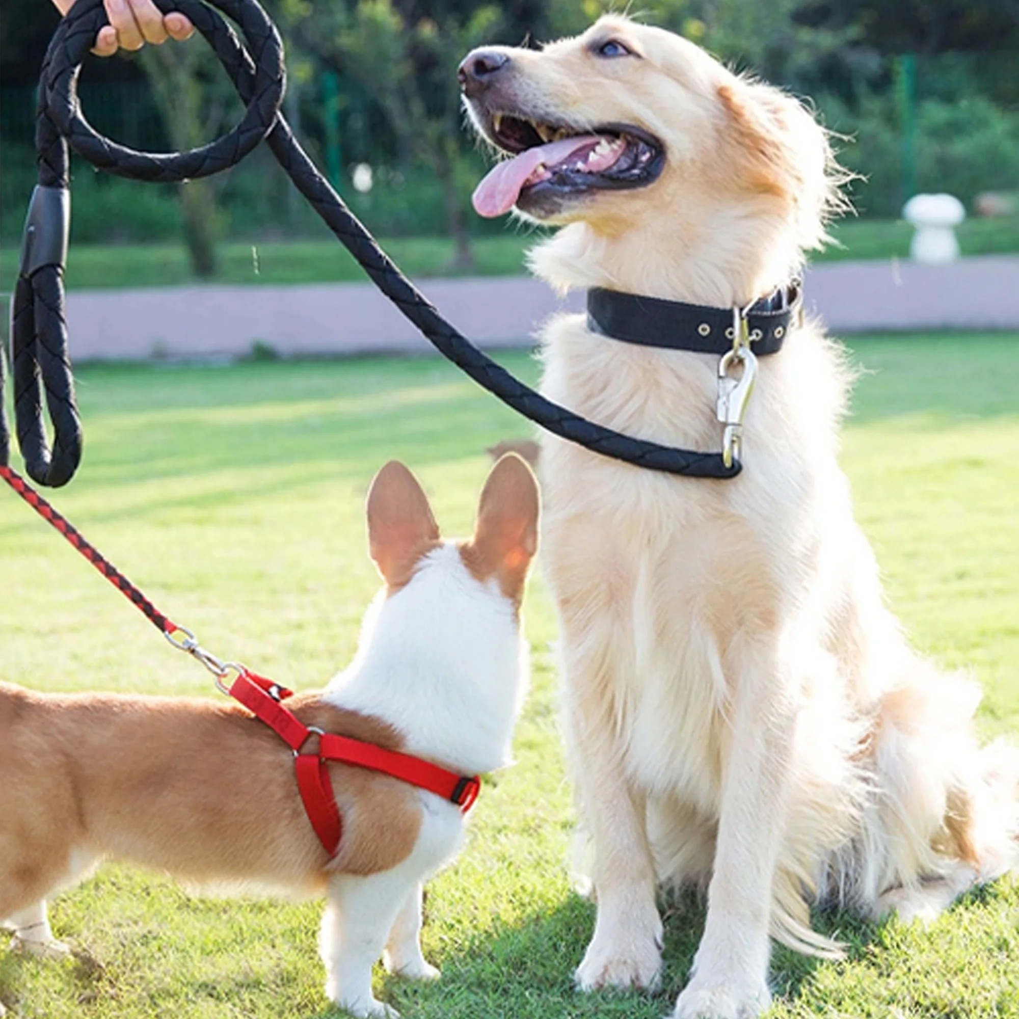 【国内発送M】1495ペットカート 耐荷重50 大型犬対応 前後ドア 乗りやすい 折りたたみ 多頭 ワンタッチ折り畳み 中型犬 小型犬 猫 軽量 組立簡単 工具不要 介護用 ドッグカート 犬 猫 動物 【国内発送M】1495ペットカート 耐荷重50 大型犬対応 前後ドア 乗りやすい 折りたたみ 多頭 ワンタッチ折り畳み 中型犬 小型犬 猫 軽量 組立簡単 工具不要 介護用 ドッグカート 犬 猫 動物