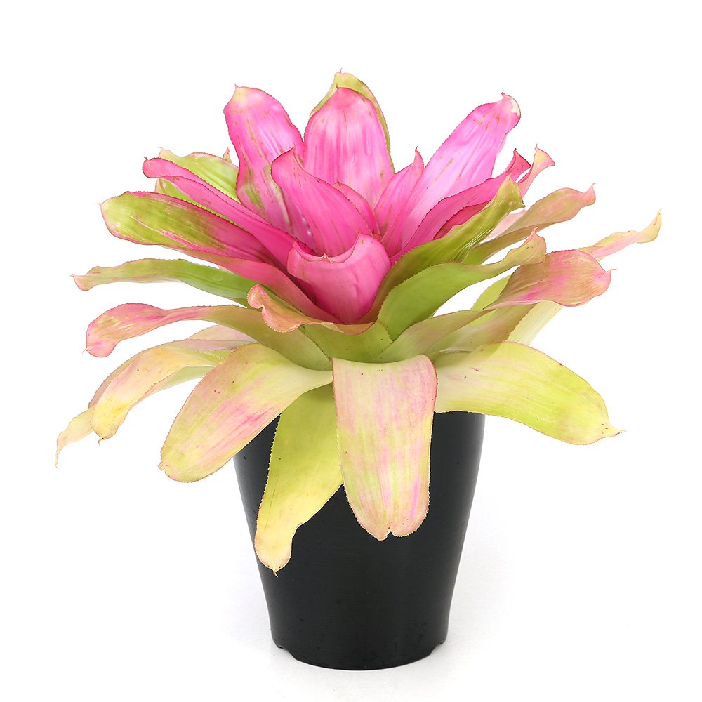 (観葉植物)ネオレゲリア ドナー 5ー6号(1鉢)タンクブロメリア CRC15―30―10―25―00 (観葉植物)ネオレゲリア ドナー 5ー6号(1鉢)タンクブロメリア CRC15―30―10―25―00