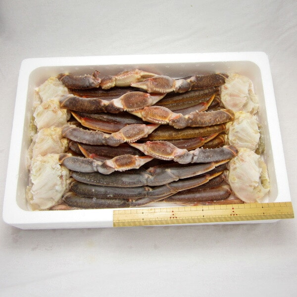 ずわいがに 生 贈答用 特大5L 生ずわい蟹 肩脚 セクション たっぷり 3kg 化粧箱入り かに カニ 蟹 ギフト 指定日不可 ずわいがに 生 贈答用 特大5L 生ずわい蟹 肩脚 セクション たっぷり 3kg 化粧箱入り かに カニ 蟹 ギフト 指定日不可