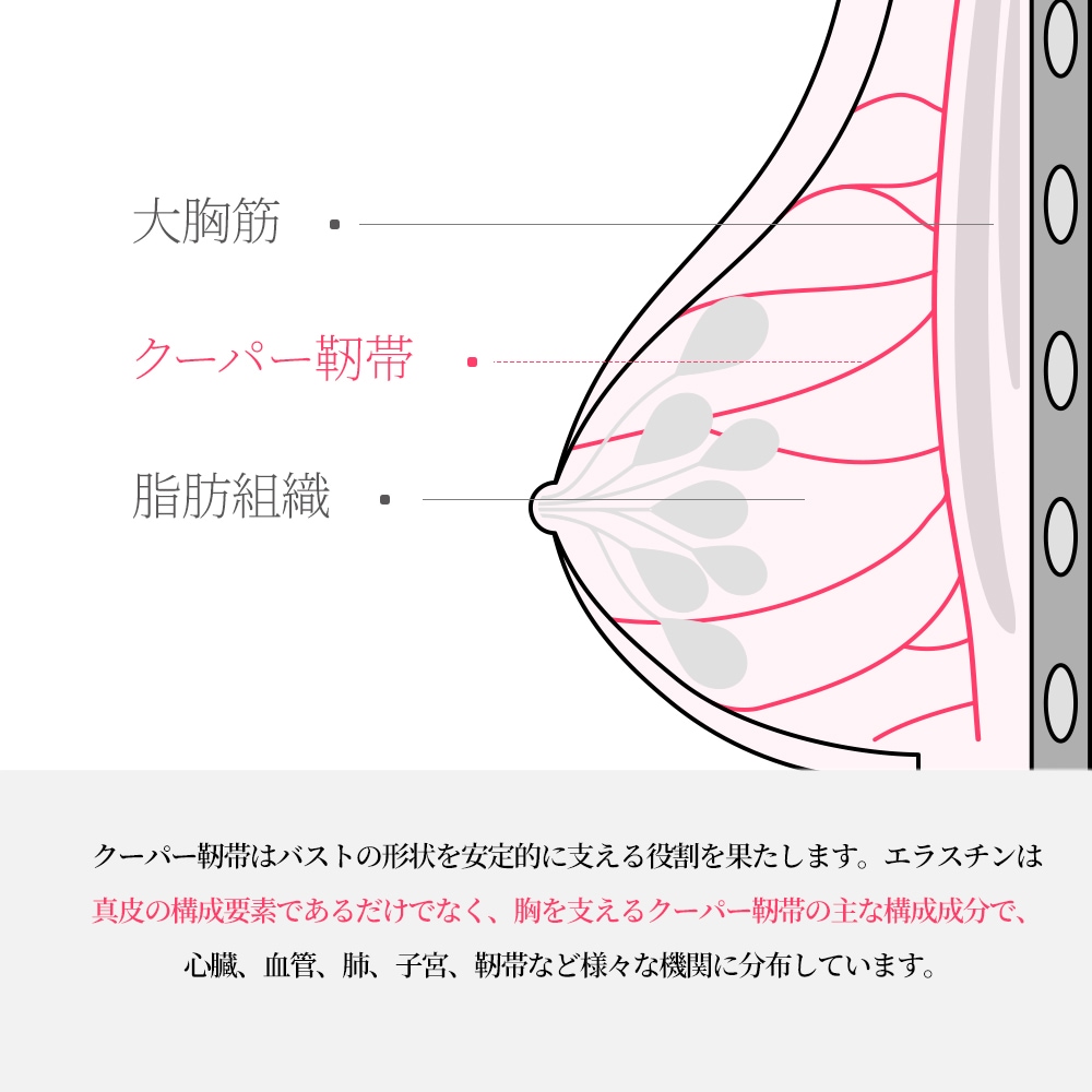 【公式】ヨエスターエラスチンDNA 7X 20g*14包 2BOX(4週) 韓国 インナービューティー スキンケア 食品 第3世代 馬エラスチン デスモシン 【公式】ヨエスターエラスチンDNA 7X 20g*14包 2BOX(4週) 韓国 インナービューティー スキンケア 食品 第3世代 馬エラスチン デスモシン