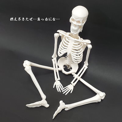Qoo10] 人体骨格模型 45cm 1/4スケール : おもちゃ・知育