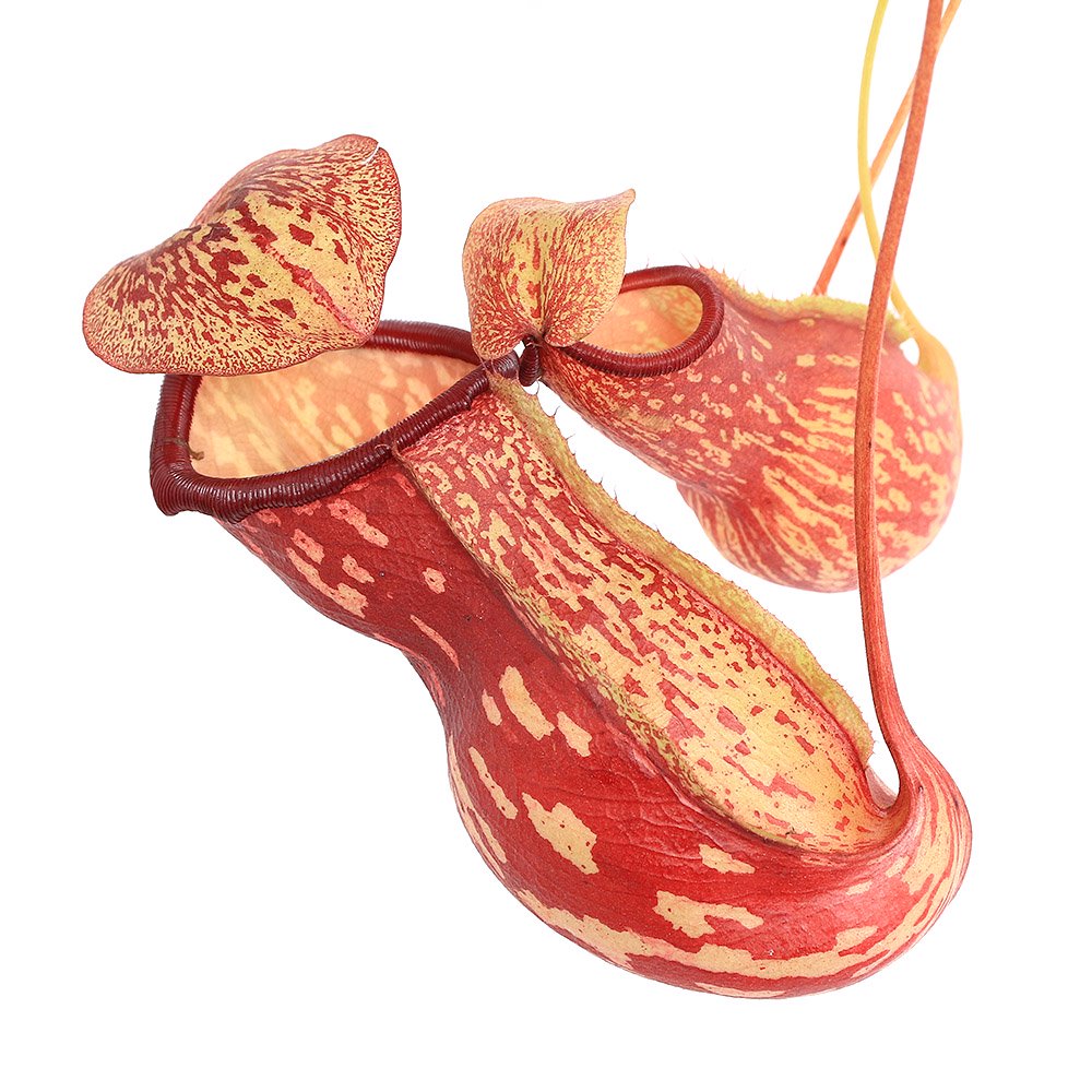 (食虫植物)ウツボカズラ ネペンテス ガヤ 5号 吊り鉢(1鉢) CRC15―23―10―30―00 (食虫植物)ウツボカズラ ネペンテス ガヤ 5号 吊り鉢(1鉢) CRC15―23―10―30―00