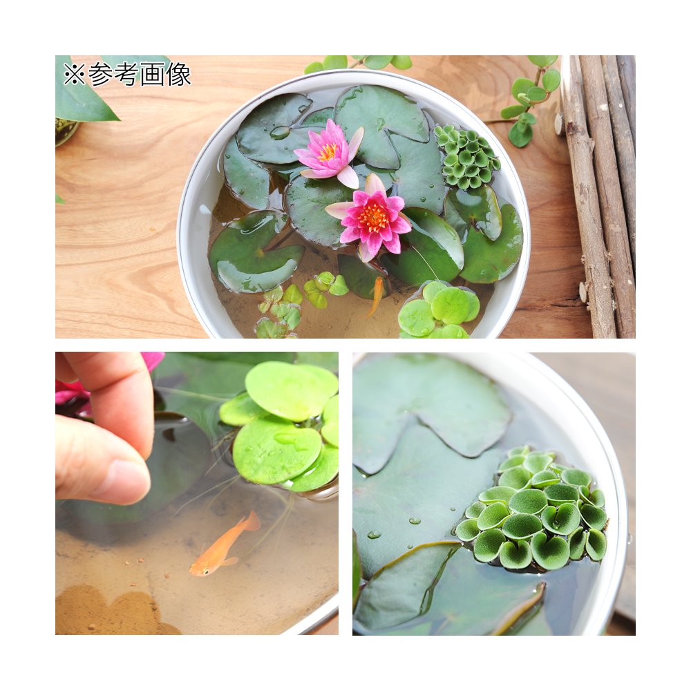 (ビオトープ)ホーローボールと色おまかせ姫スイレンとメダカのセット (姫スイレン) (メダカ)本州四国限定 CRC15―10―15―03―00 (ビオトープ)ホーローボールと色おまかせ姫スイレンとメダカのセット (姫スイレン) (メダカ)本州四国限定 CRC15―10―15―03―00