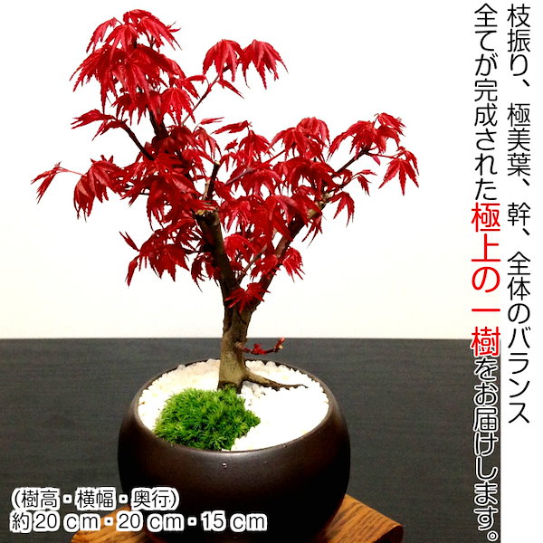 Qoo10] 盆栽 もみじ ミニ盆栽 出猩々もみじ 鉢