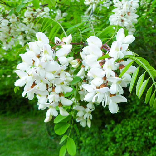 蜂蜜 はちみつ アカシア ボルドーニ アカシアハニー 150g ３個セット ギフト