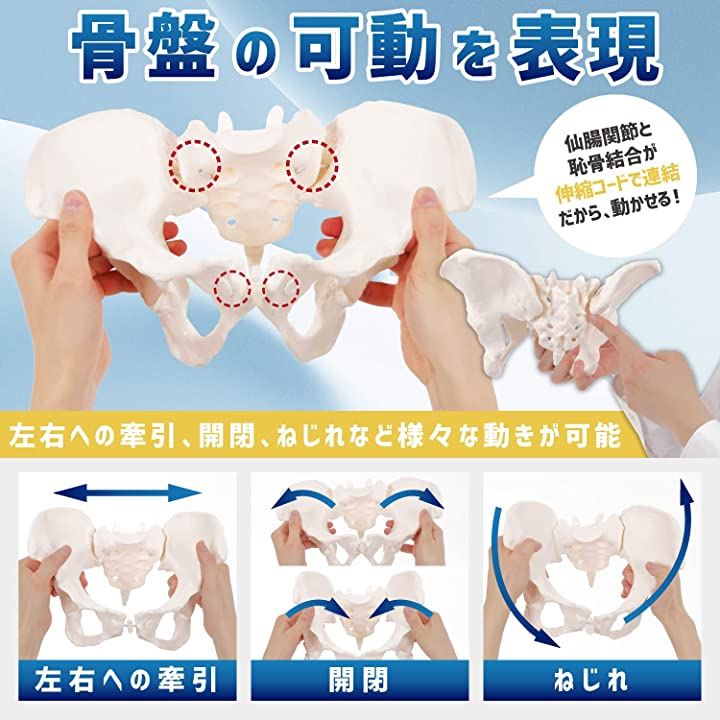 グイッと動かせる骨盤模型 人体模型 骨模型 女性 仙腸関節 伸縮コード 可動(等身大)