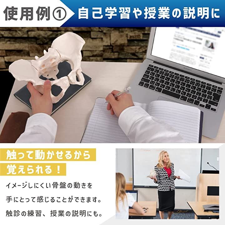 グイッと動かせる骨盤模型 人体模型 骨模型 女性 仙腸関節 伸縮コード 可動(等身大)