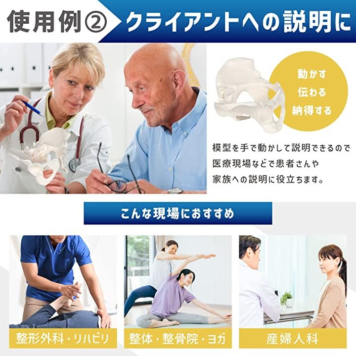 グイッと動かせる骨盤模型 人体模型 骨模型 女性 仙腸関節 伸縮コード 可動(等身大)
