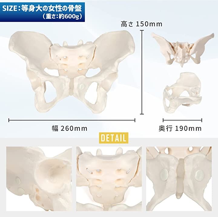 グイッと動かせる骨盤模型 人体模型 骨模型 女性 仙腸関節 伸縮コード 可動(等身大)