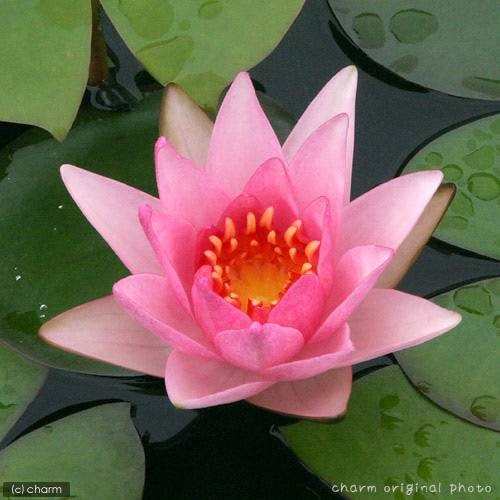 （ビオトープ）（めだか）はじめての睡蓮栽培セット　ロージー　モーン＋睡蓮鉢＋ヒメダカ＋浮き草他　説明書付　本州四国限定　お一人様１点限り　ＣＲＣ15―10―20―20―50