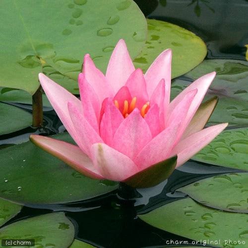 （ビオトープ）（めだか）はじめての睡蓮栽培セット　ロージー　モーン＋睡蓮鉢＋ヒメダカ＋浮き草他　説明書付　本州四国限定　お一人様１点限り　ＣＲＣ15―10―20―20―50