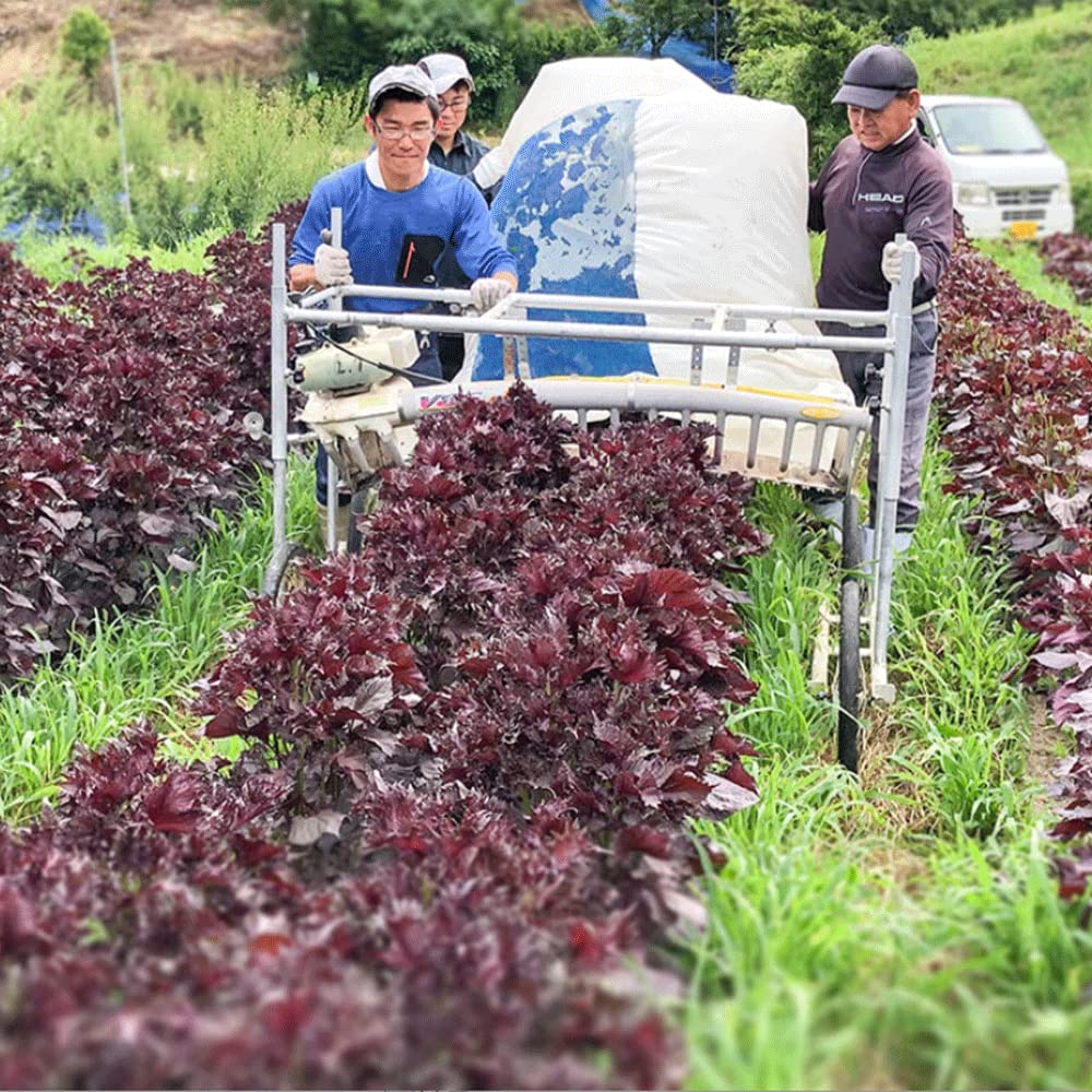 有機JAS認証 オーガニック 和歌山県産 紀州南高梅 昔ながらのすっぱい 無添加 梅干し L~3Lサイズ粒 秀品 塩分約18% 贈答用箱入り (しそ梅干450g) 有機JAS認証 オーガニック 和歌山県産 紀州南高梅 昔ながらのすっぱい 無添加 梅干し L~3Lサイズ粒 秀品 塩分約18% 贈答用箱入り (しそ梅干450g)