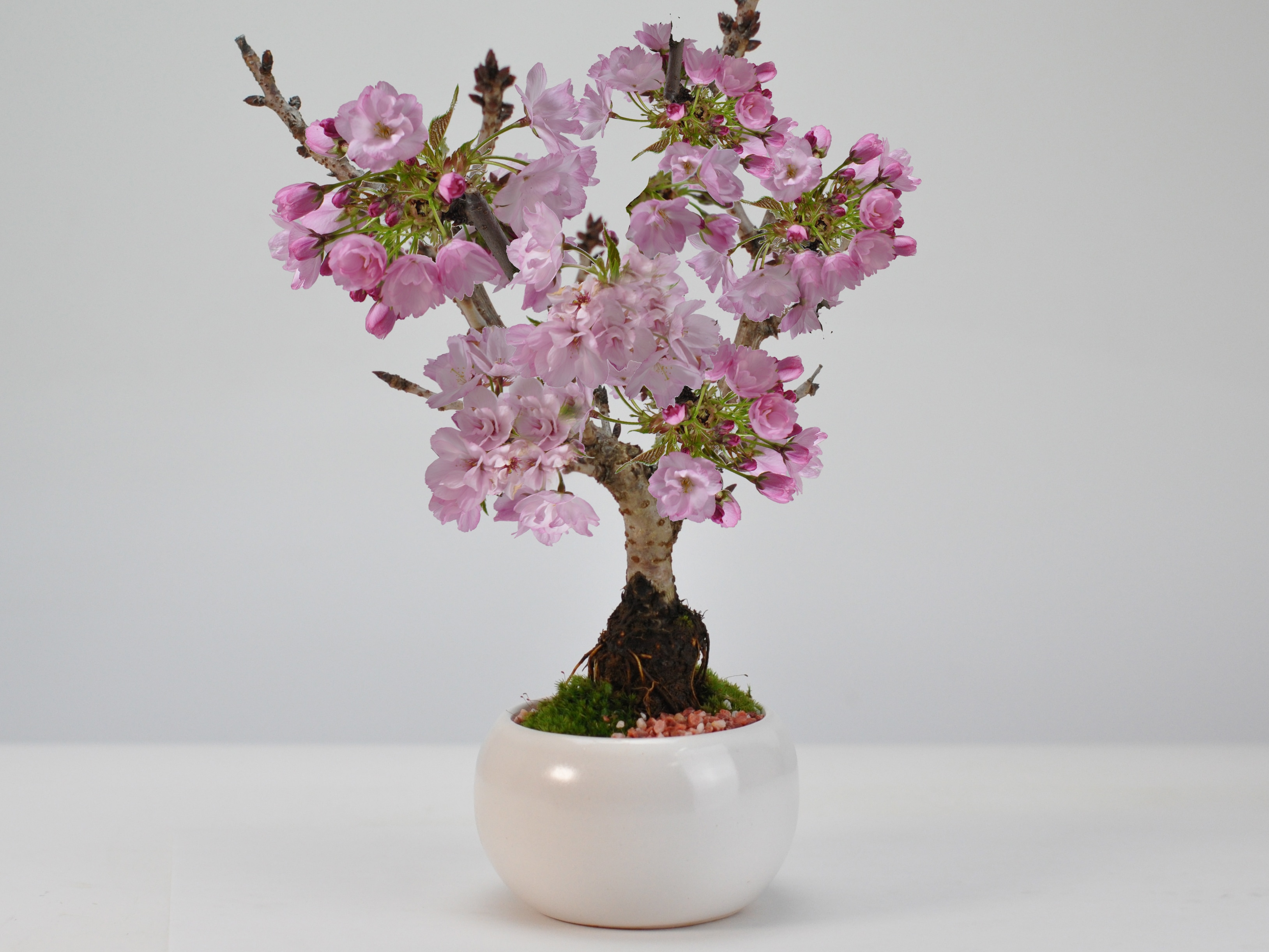 Qoo10] 盆栽 桜 ミニ盆栽 ミニ桜 旭山桜 一才