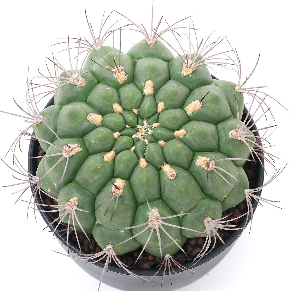 (多肉植物)サボテン ギムノカリキウム 新天地 5号(1鉢) CRC15―62―95―00―00 (多肉植物)サボテン ギムノカリキウム 新天地 5号(1鉢) CRC15―62―95―00―00