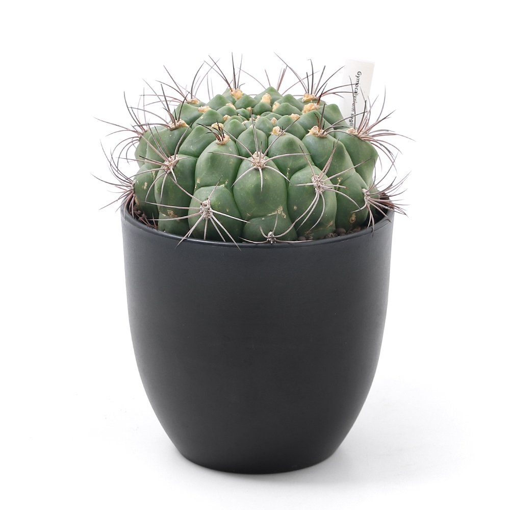 (多肉植物)サボテン ギムノカリキウム 新天地 5号(1鉢) CRC15―62―95―00―00 (多肉植物)サボテン ギムノカリキウム 新天地 5号(1鉢) CRC15―62―95―00―00