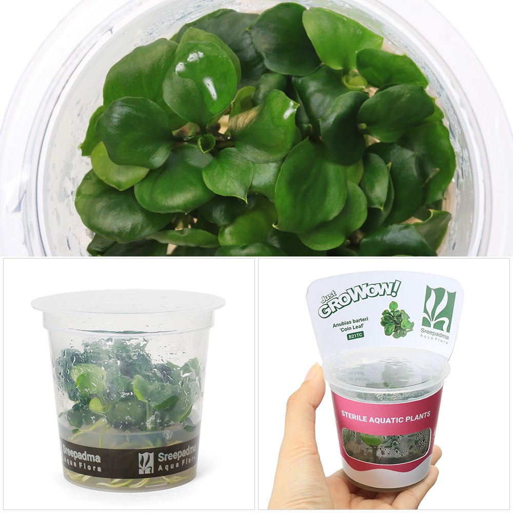 (水草)組織培養GROWOW! アヌビアス バルテリー コインリーフ(無農薬)(1カップ) CRC12―50―30―00―00 (水草)組織培養GROWOW! アヌビアス バルテリー コインリーフ(無農薬)(1カップ) CRC12―50―30―00―00