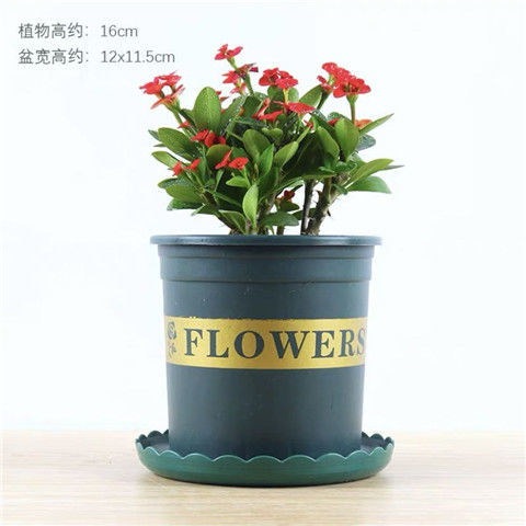 Qoo10] ハマナス鉢植え花卉観花植物四季折々の開花