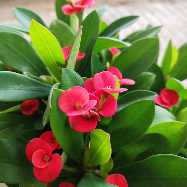 Qoo10] ハマナス鉢植え花卉観花植物四季折々の開花