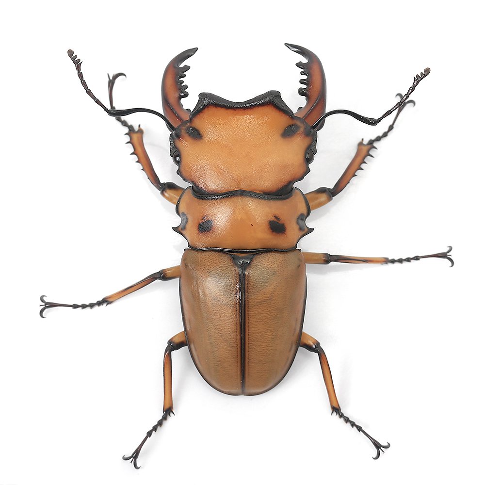 昆虫）メンガタクワガタ カメルーン産 成虫 50ー54mm（1