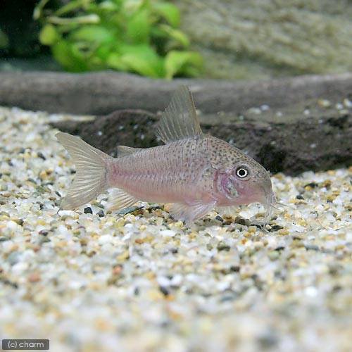 (熱帯魚)コリドラス・ポリスティクタス(ワイルド)(1匹) 北海道航空便要保温 CRC13―36―20―00―00 (熱帯魚)コリドラス・ポリスティクタス(ワイルド)(1匹) 北海道航空便要保温 CRC13―36―20―00―00