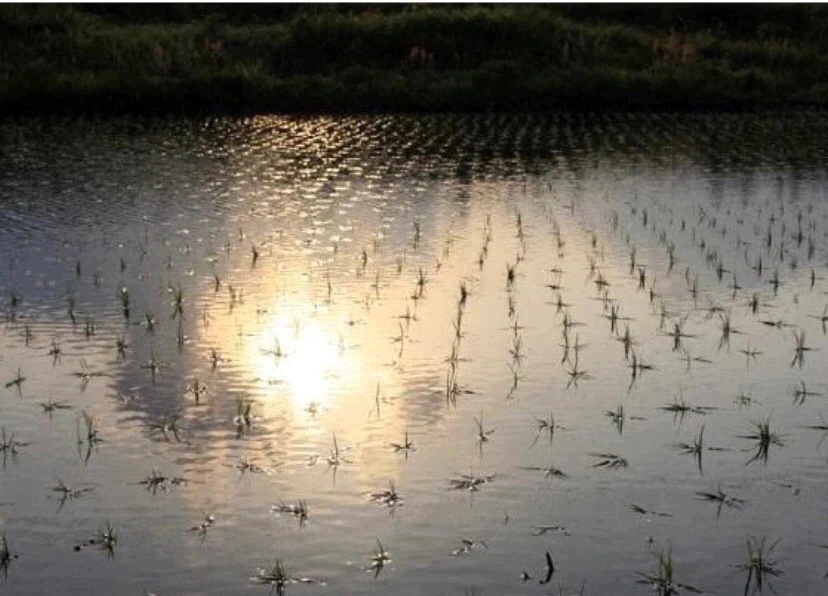 新潟県産 つきあかり 無洗米 10kg 令和６年産 米 １０キロ 新潟米 プレゼント入り　高級米 おいしいお米 美味しいお米 産地直送 農家の米