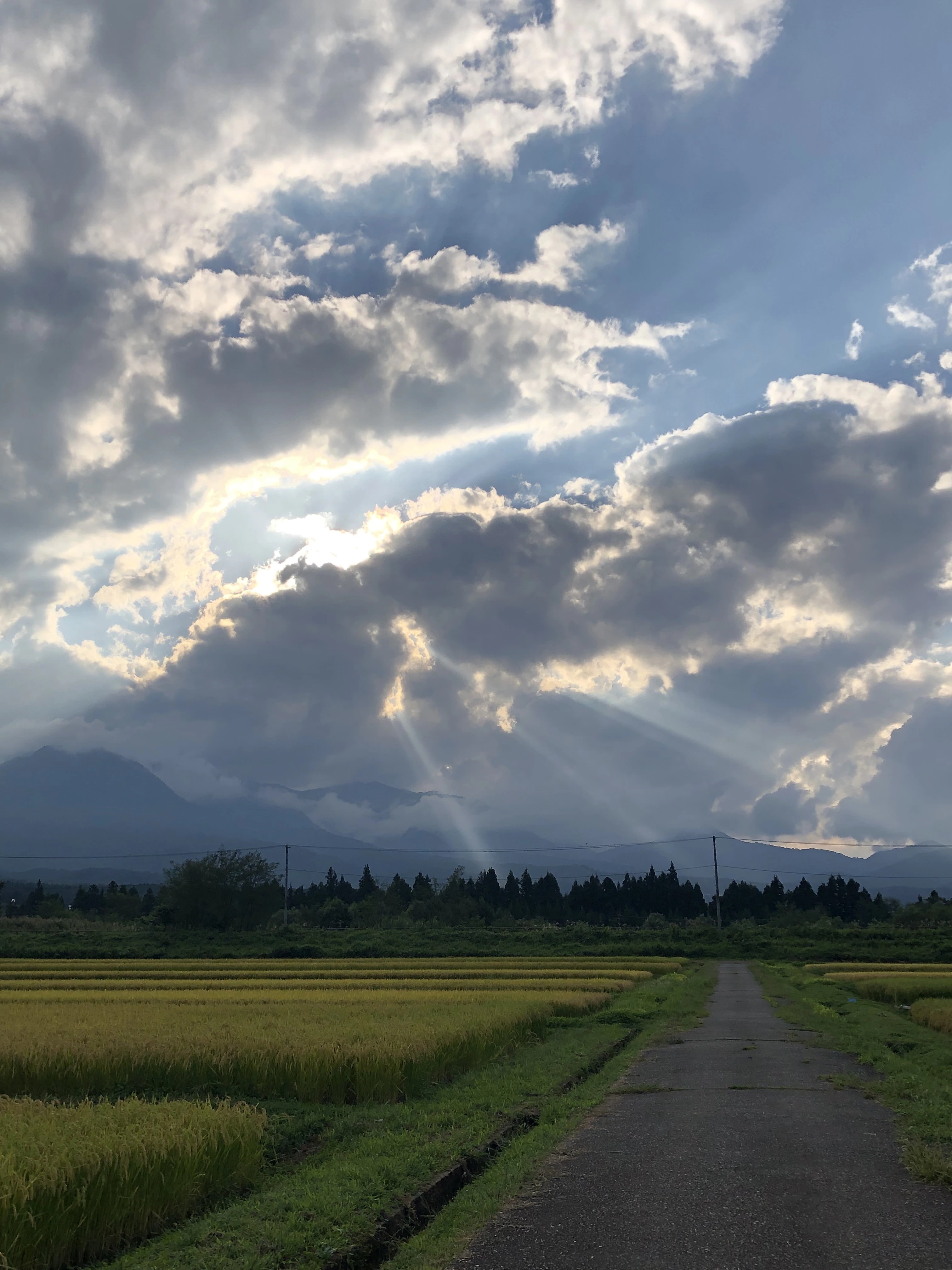 新潟県産 つきあかり 無洗米 10kg 令和６年産 米 １０キロ 新潟米 プレゼント入り　高級米 おいしいお米 美味しいお米 産地直送 農家の米