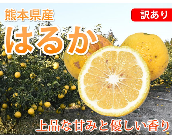 umihina熊本県産 はるか 10キロ はるか みかん 10kg 箱込（内容量9kg＋補償分500g) 送料無料 訳